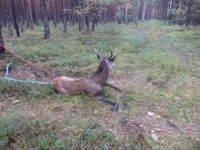 RANNY JELEŃ NA TERENIE NADLEŚNICTWA KRZYSTKOWICE